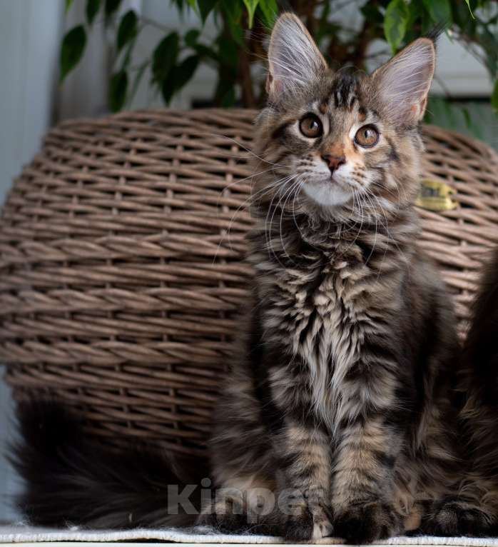 Кошки в Красноярске: Котенок Мейн Кун Девочка, 45 000 руб. - фото 3