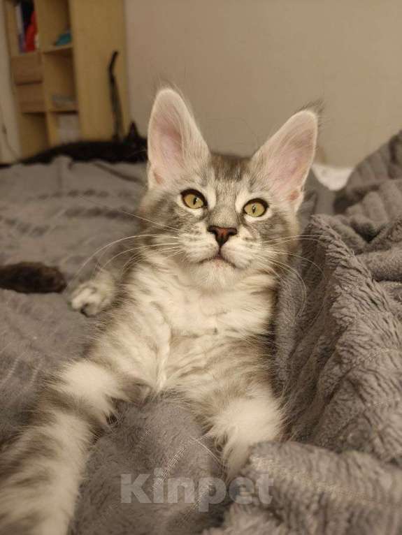 Кошки в Санкт-Петербурге: Котенок мейн-кун черный мрамор на серебре Девочка, 65 000 руб. - фото 1