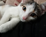 Кошки в Волгограде: Котенок в добрые руки Девочка, Бесплатно - фото 4