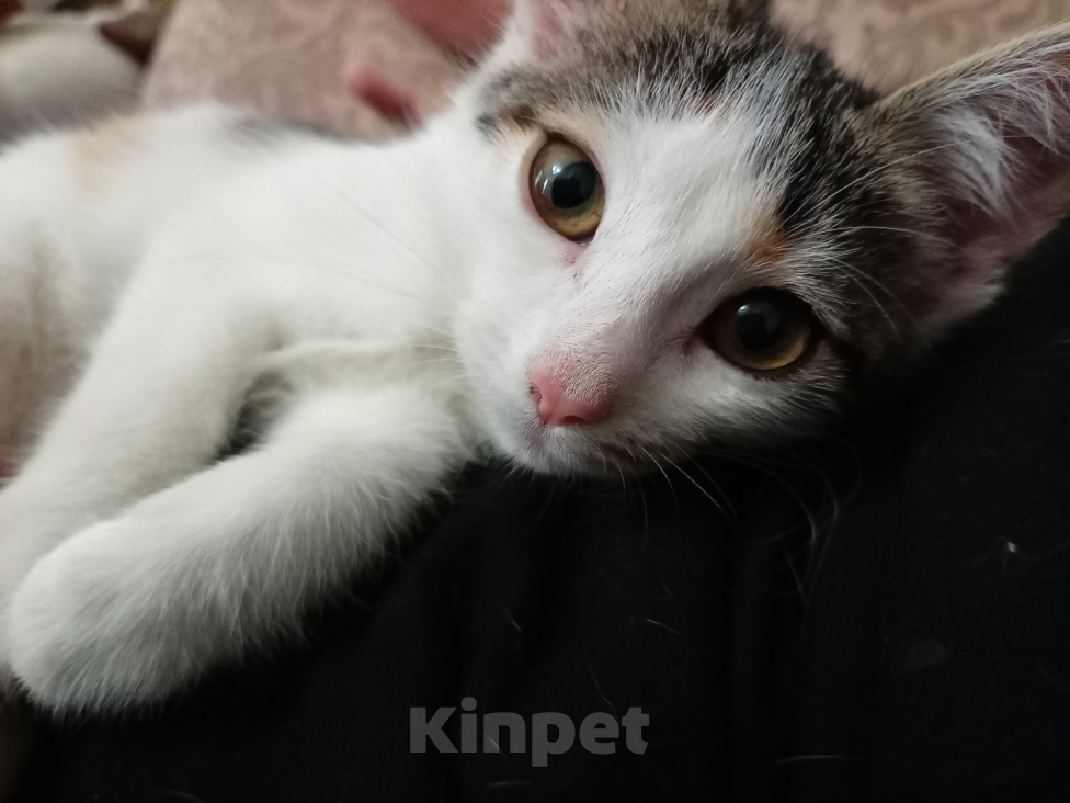 Кошки в Волгограде: Котенок в добрые руки Девочка, Бесплатно - фото 4