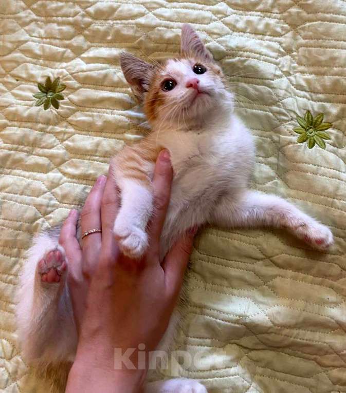 Кошки в Москве: Очаровательный котенок-девочка, 2 месяца Девочка, 1 000 руб. - фото 6