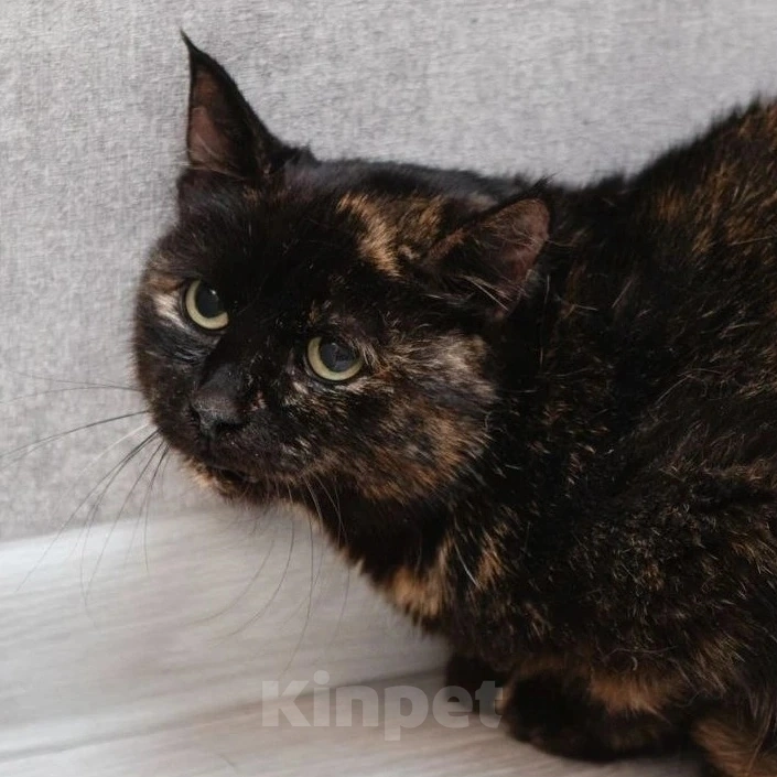 Кошки в Москве: Яшму никогда не заберут домой Девочка, Бесплатно - фото 3