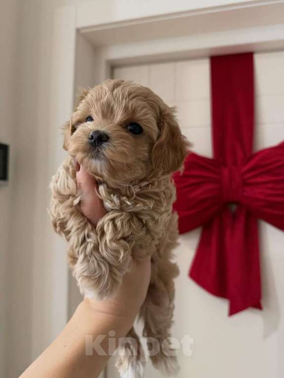 Собаки в Краснодаре: Мальтипу , щенок Мальчик, 180 000 руб. - фото 3