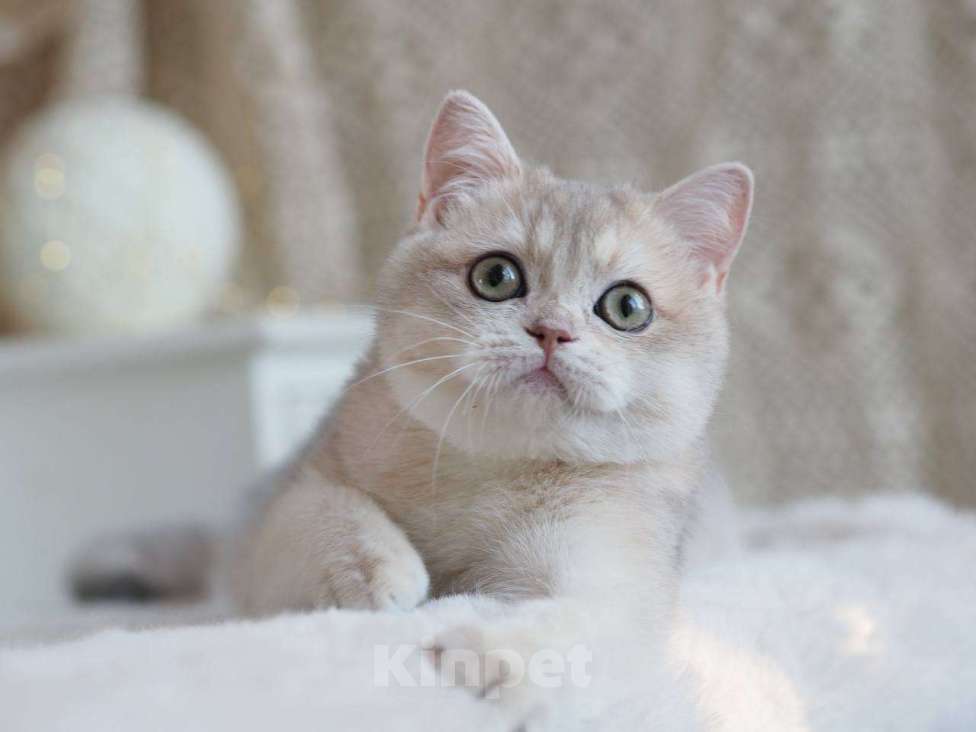 Кошки в Москве: Британская девочка Аура Девочка, 100 000 руб. - фото 8