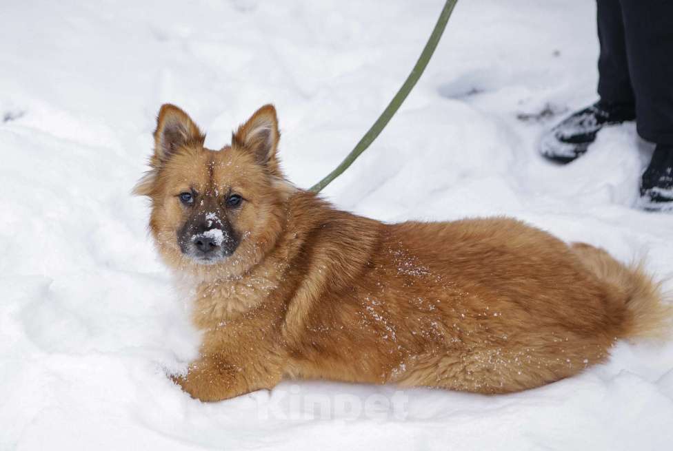Собаки в Санкт-Петербурге: Отдам собаку бесплатно  Девочка, Бесплатно - фото 6