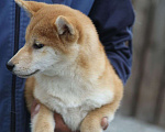 Собаки в Тольятти: Девочка сиба.  Девочка, Бесплатно - фото 1