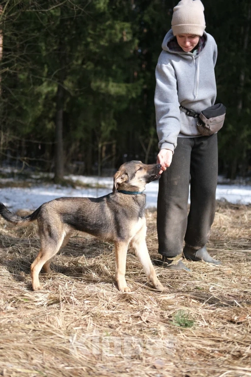 Собаки в Москве: Щенок в добрые руки Мальчик, Бесплатно - фото 10