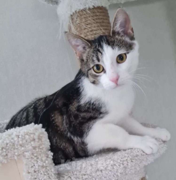 Кошки в Санкт-Петербурге: Корсик ждет своего Человека Мальчик, Бесплатно - фото 4