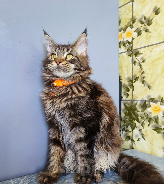 Кошки в Москве: Котенок Мейн-Кун Девочка Девочка, 40 000 руб. - фото 9