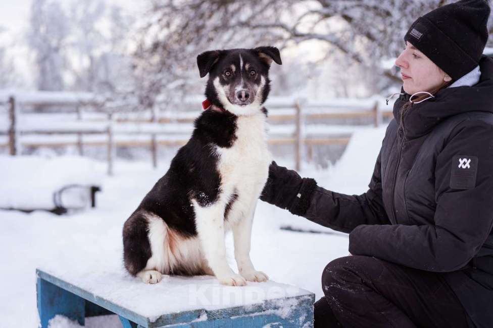 Собаки в Москве: Лада, 1 год в добрые руки Девочка, Бесплатно - фото 6