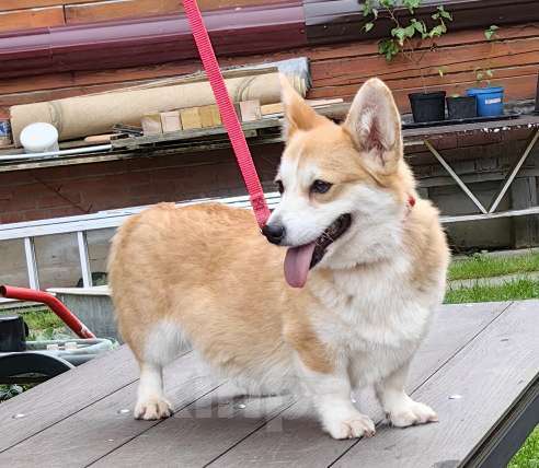 Собаки в Москве: Молодая сука. Вельш Корги Пемброк Девочка, 20 000 руб. - фото 2