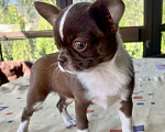 Собаки в Санкт-Петербурге: Питомник предлагает щенков чихуахуа Девочка, 80 000 руб. - фото 1