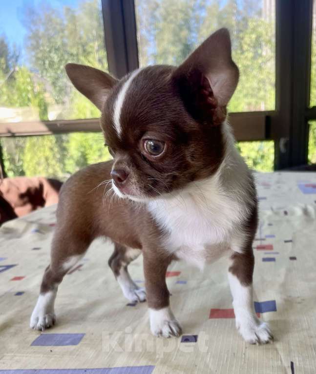 Собаки в Санкт-Петербурге: Питомник предлагает щенков чихуахуа Девочка, 80 000 руб. - фото 1