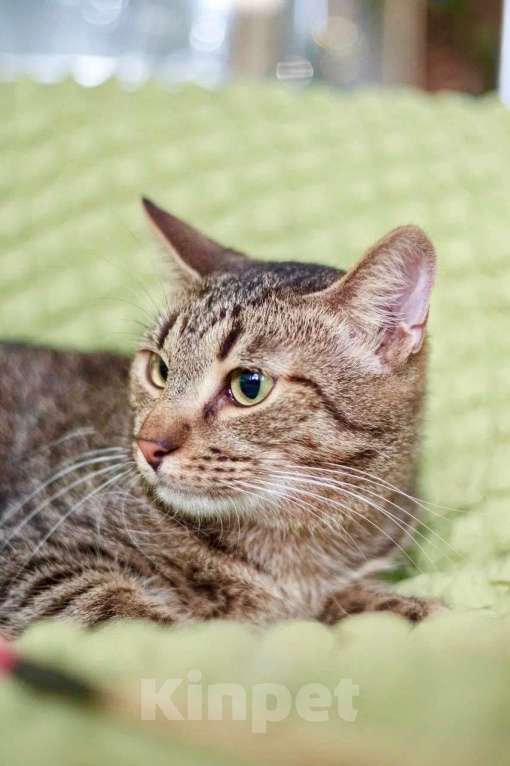 Кошки в Москве: Очаровательный котик Финик в добрые руки Мальчик, Бесплатно - фото 6