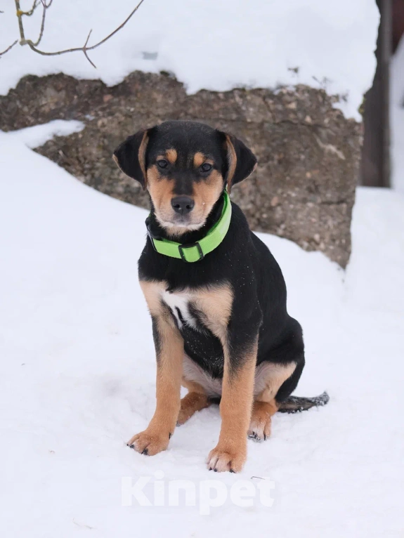 Собаки в Москве: Девочка щенок в добрые руки Девочка, Бесплатно - фото 2