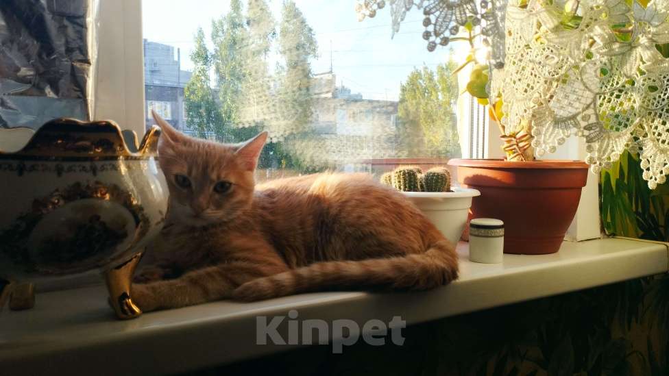 Кошки в Воронеже: Потерялся котик, пожалуйста помогите  Мальчик, 1 000 руб. - фото 3