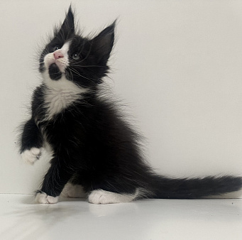 Котята мейн кун