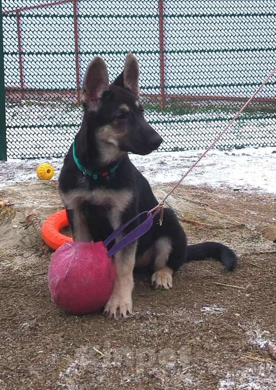 Собаки в других городах Краснодарского края: Щенок Восточноевропейской овчарки Девочка, 50 000 руб. - фото 5