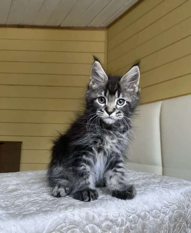 Кошки в других городах Московской области: Мейн-кун ❤️ Мальчик, 60 000 руб. - фото 4