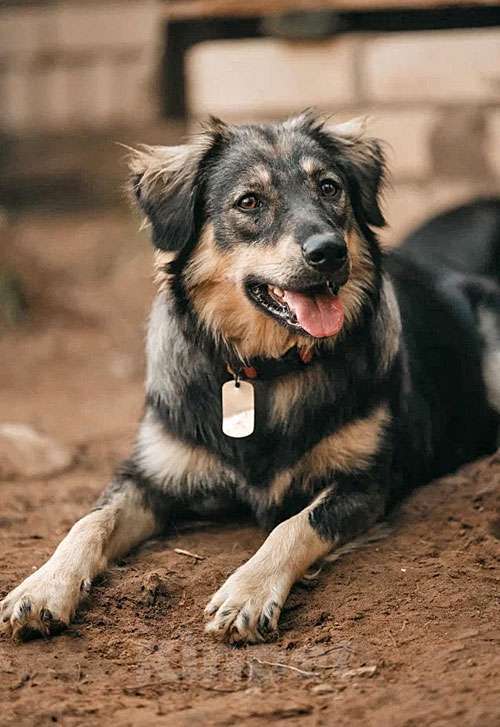 Собаки в Нижнем Новгороде: Очень нужны добрые дома подросткам-собакам, отличным охранникам Девочка, 10 руб. - фото 7
