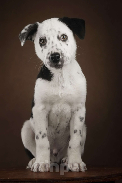 Собаки в Москве: Щенок в добрый руки Мальчик, Бесплатно - фото 5