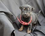 Собаки в Краснодаре: Отдам щенка, 2 месяца Девочка, 10 руб. - фото 3