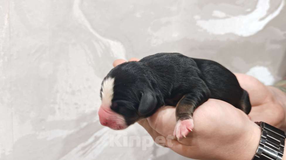 Собаки в Смоленске: Энтлебухер зенненхунд  Девочка, 80 000 руб. - фото 2