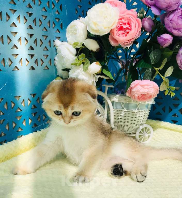 Кошки в Санкт-Петербурге: золотая шиншила Девочка, 40 000 руб. - фото 2