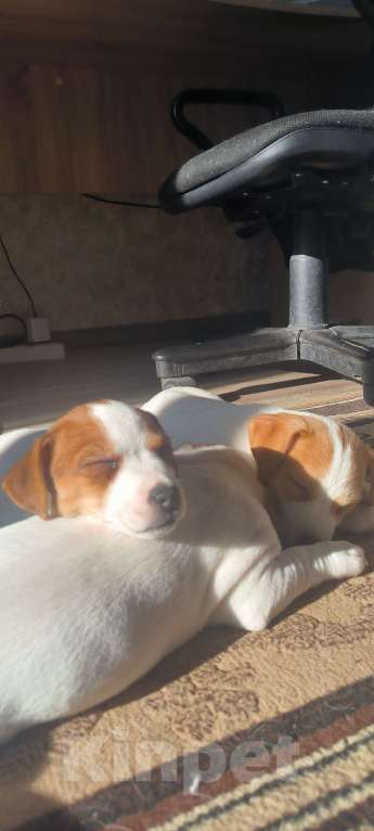 Собаки в Волгограде: Щенки Джек Рассел Терьер Девочка, 35 000 руб. - фото 2