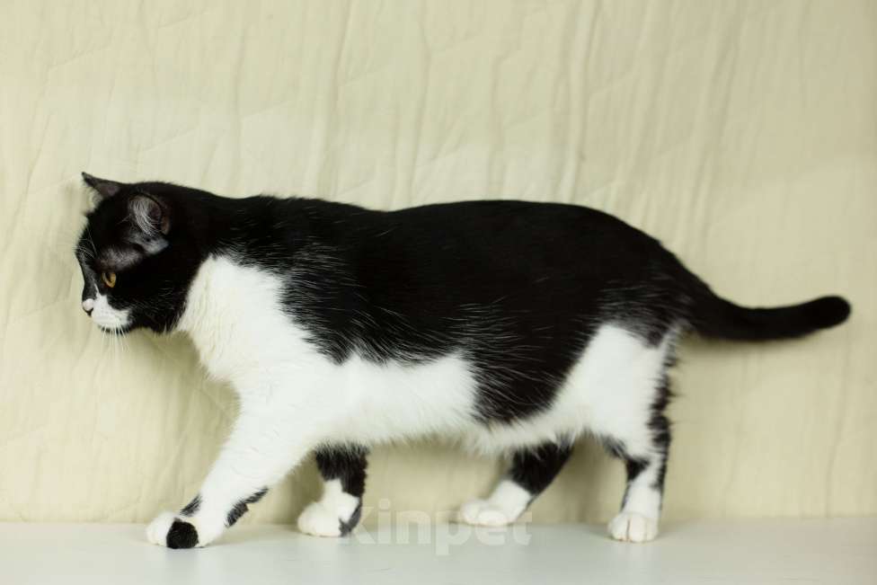 Кошки в Москве: Котик Степаша ищет мампап Мальчик, Бесплатно - фото 5