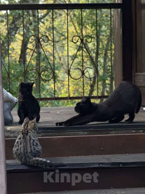 Кошки в Москве: Ищут дом 2 чудесных котенка. Мальчик, Бесплатно - фото 8