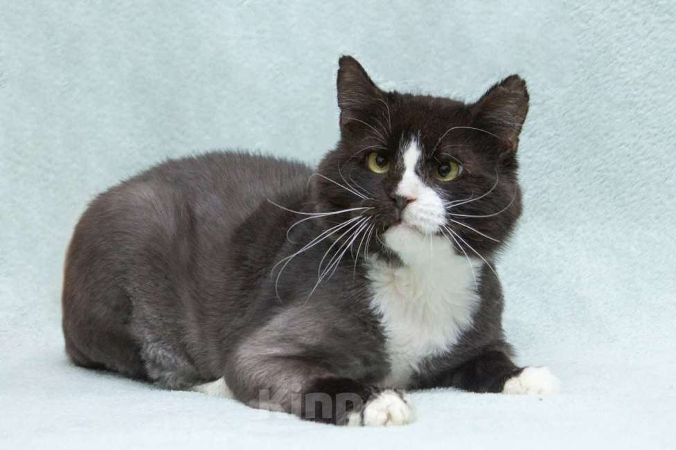 Кошки в Люберцах: Кузя: брутальный парень с большим сердцем ищет дом! Мальчик, Бесплатно - фото 1