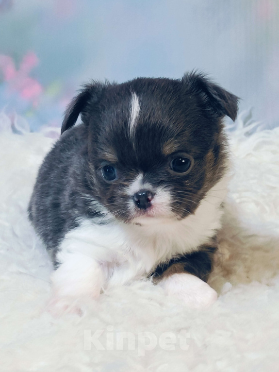 Собаки в Москве: Голубая расписная красотка Девочка, 100 000 руб. - фото 1