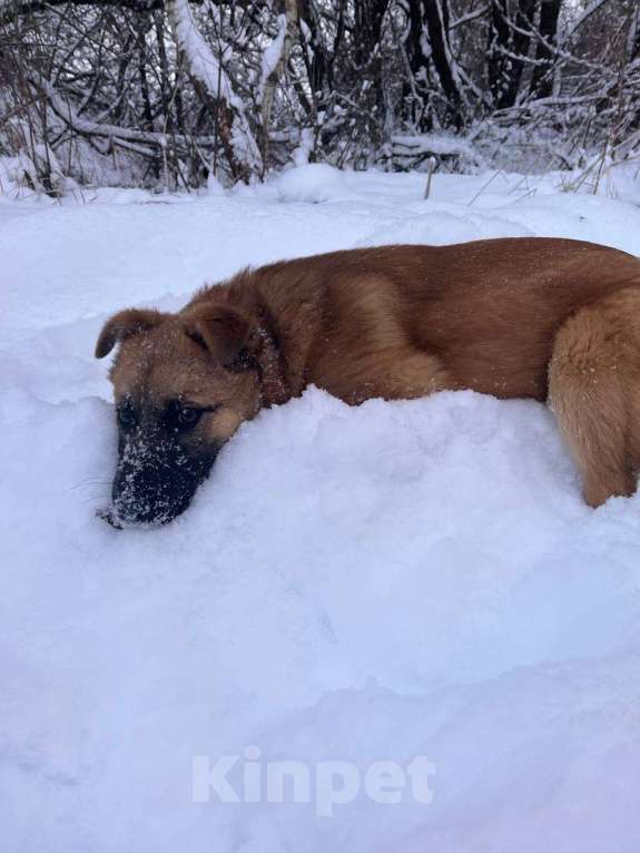 Собаки в Москве: Щенок Кефир ищет дом! Мальчик, Бесплатно - фото 6