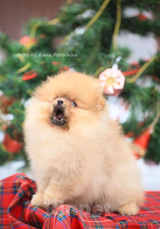 Собаки в других городах Московской области: Померанский шпиц девочка оранж Девочка, 50 000 руб. - фото 2