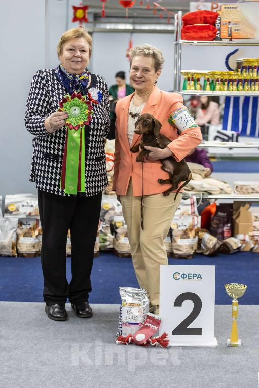 Собаки в Москве: Кобель кроличий коричнево-подпалый Мальчик, 25 000 руб. - фото 2