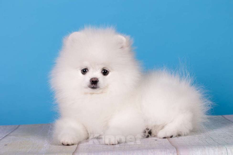 Собаки в Москве: Белый померанский шпиц  Девочка, Бесплатно - фото 4