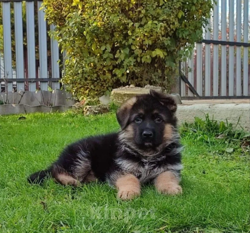 Собаки в Челябинске: Немецкая овчарка щенки Мальчик, 60 000 руб. - фото 1