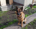 Собаки в Мичуринске: Вязка немецкой овчарки, Бесплатно - фото 1