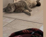 Кошки в Теберде: Шотландский вислоухий чистокровный кот, 1 руб. - фото 1