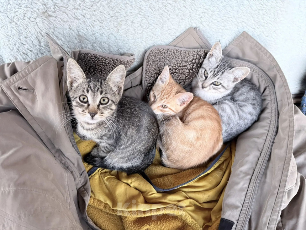 Кошки в Серпухове: Котенок в добрые руки Девочка, Бесплатно - фото 2