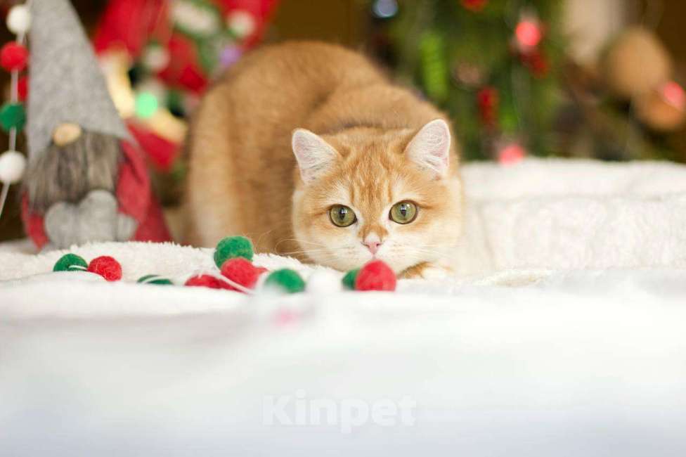 Кошки в Москве: Британский котенок Петунья Девочка, 70 000 руб. - фото 7