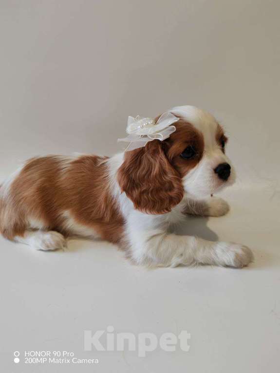 Собаки в других городах Московской области: Девочка кавалер Кинг Чарльз спаниель Девочка, 130 000 руб. - фото 4