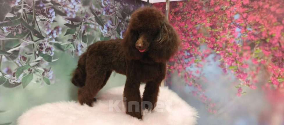 Собаки в Твери: Сука шоколадная миниатюра 9 месяцев РКФ Девочка, 120 000 руб. - фото 4