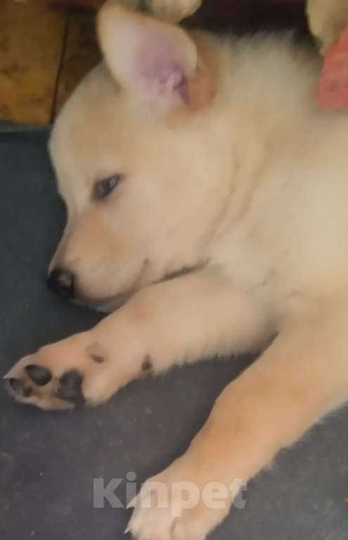 Собаки в Воронеже: Продам щенков , самым лучшим родителям! Мальчик, Бесплатно - фото 4