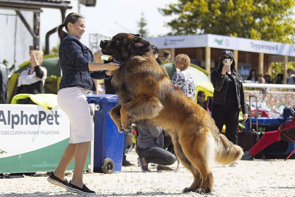 Собаки в других городах Московской области: Ария Прайд Дамир Мальчик, 150 000 руб. - фото 6