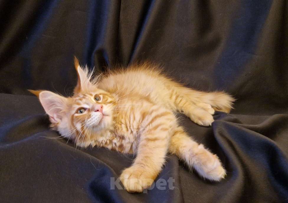 Кошки в Москве: Пресненские котята породы мейн-кун. Антуан  Мальчик, 50 000 руб. - фото 3