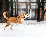 Собаки в Москве: Грациозный Вальс ищет дом Мальчик, Бесплатно - фото 10