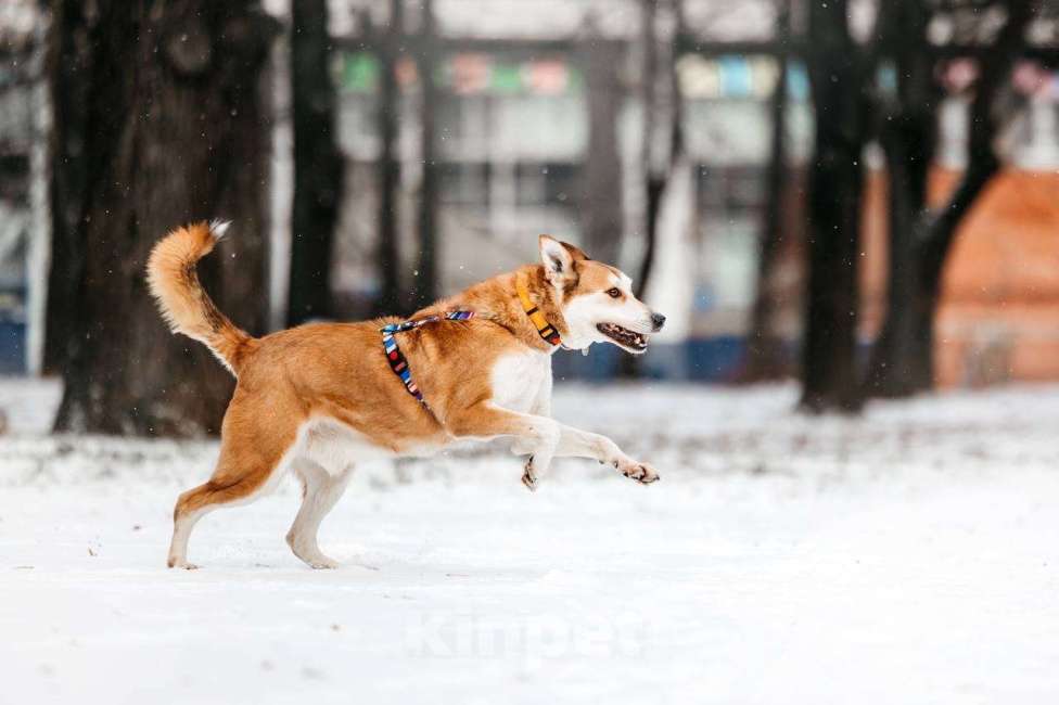 Собаки в Москве: Грациозный Вальс ищет дом Мальчик, Бесплатно - фото 10