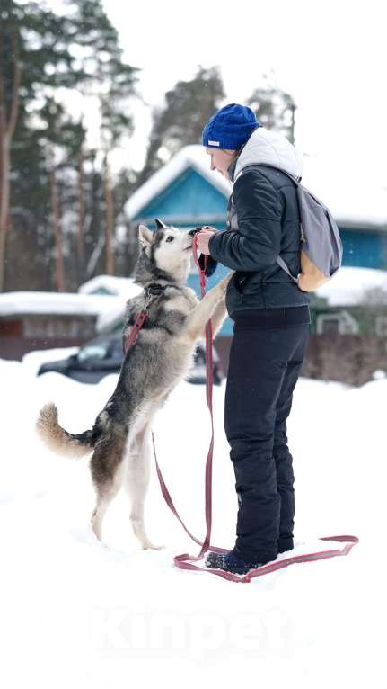 Собаки в Воскресенске: Байра в поисках дома! Девочка, Бесплатно - фото 3